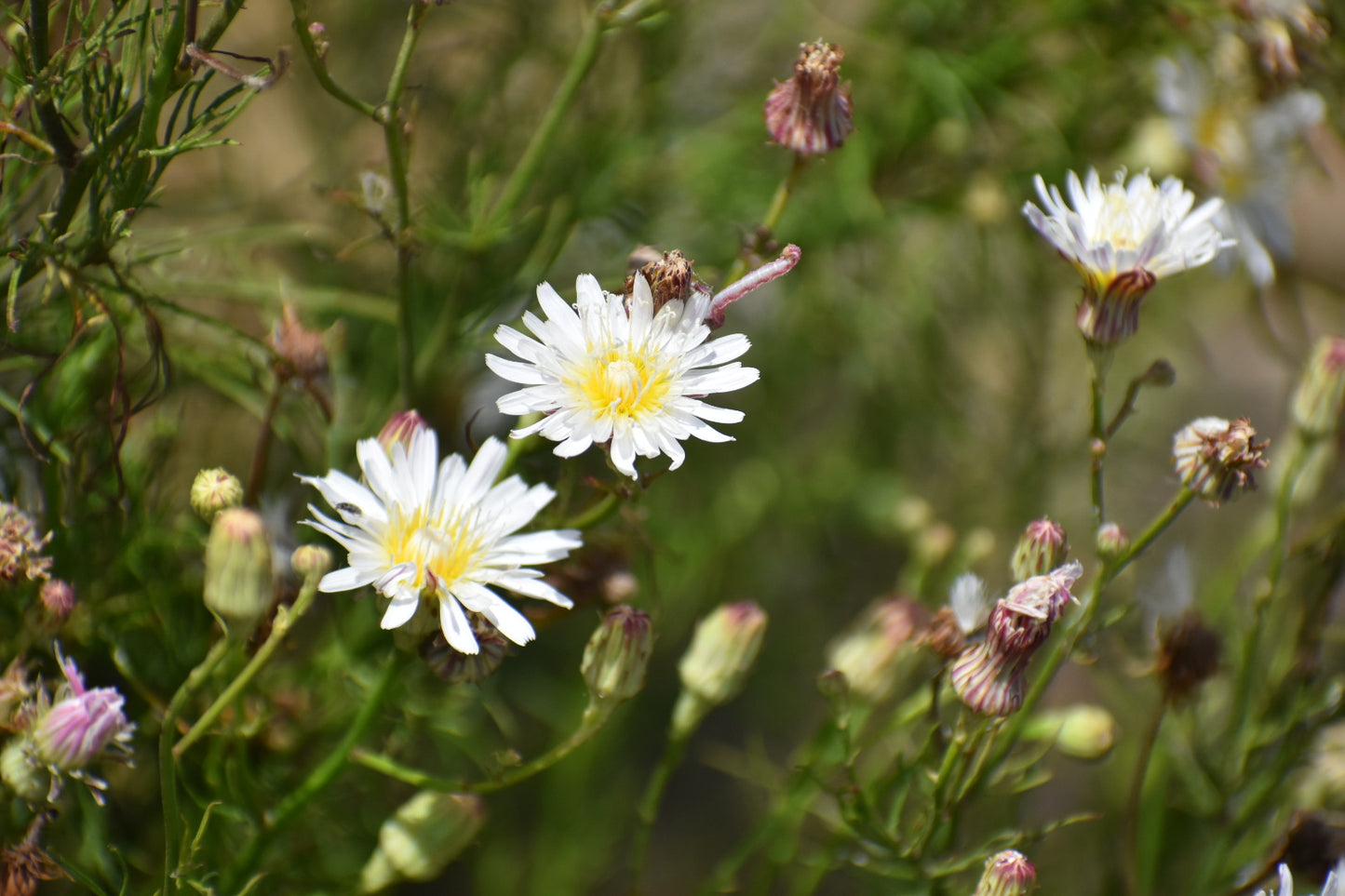 Cliff aster