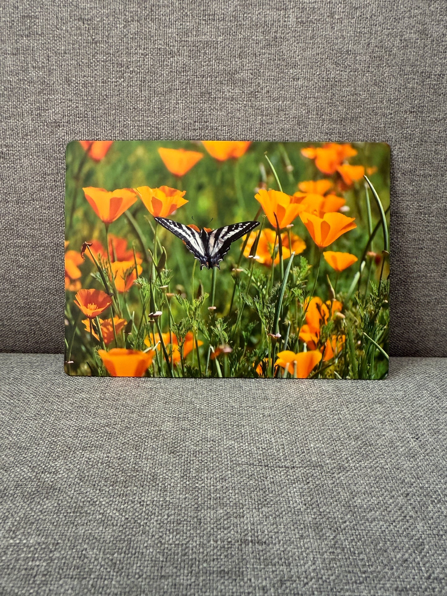 Magnet, California poppy.