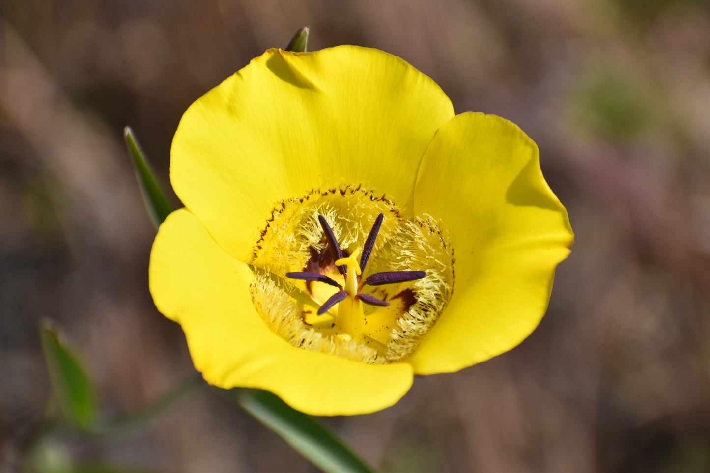 Clubhair Mariposa Lilly