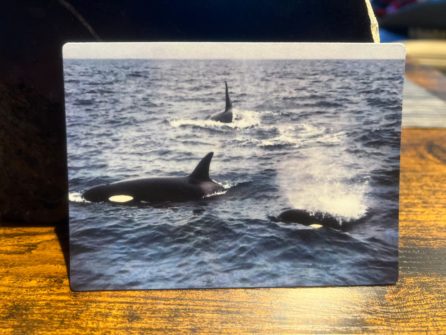 Magnet Southern California orca pod