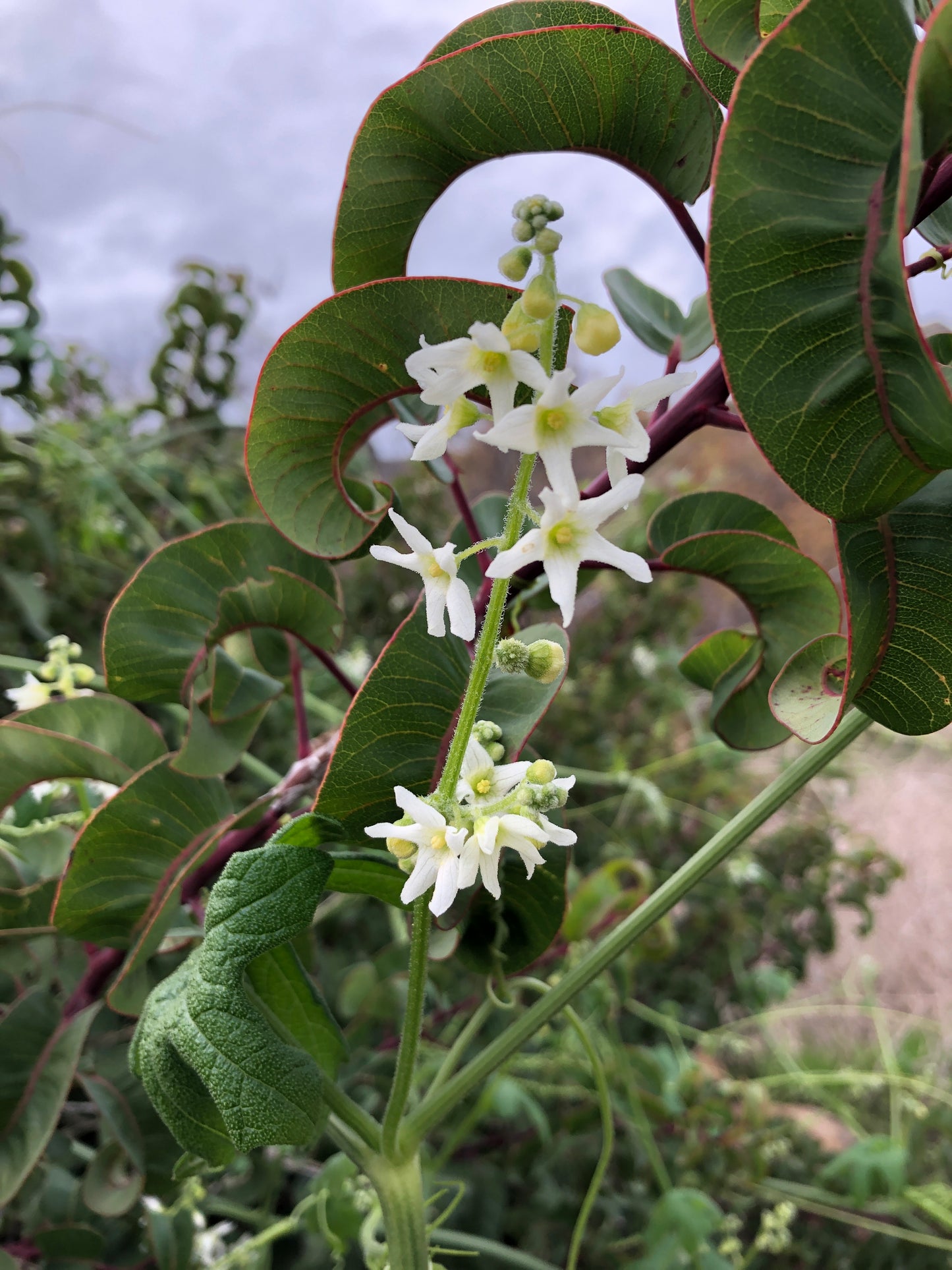 California cucumber