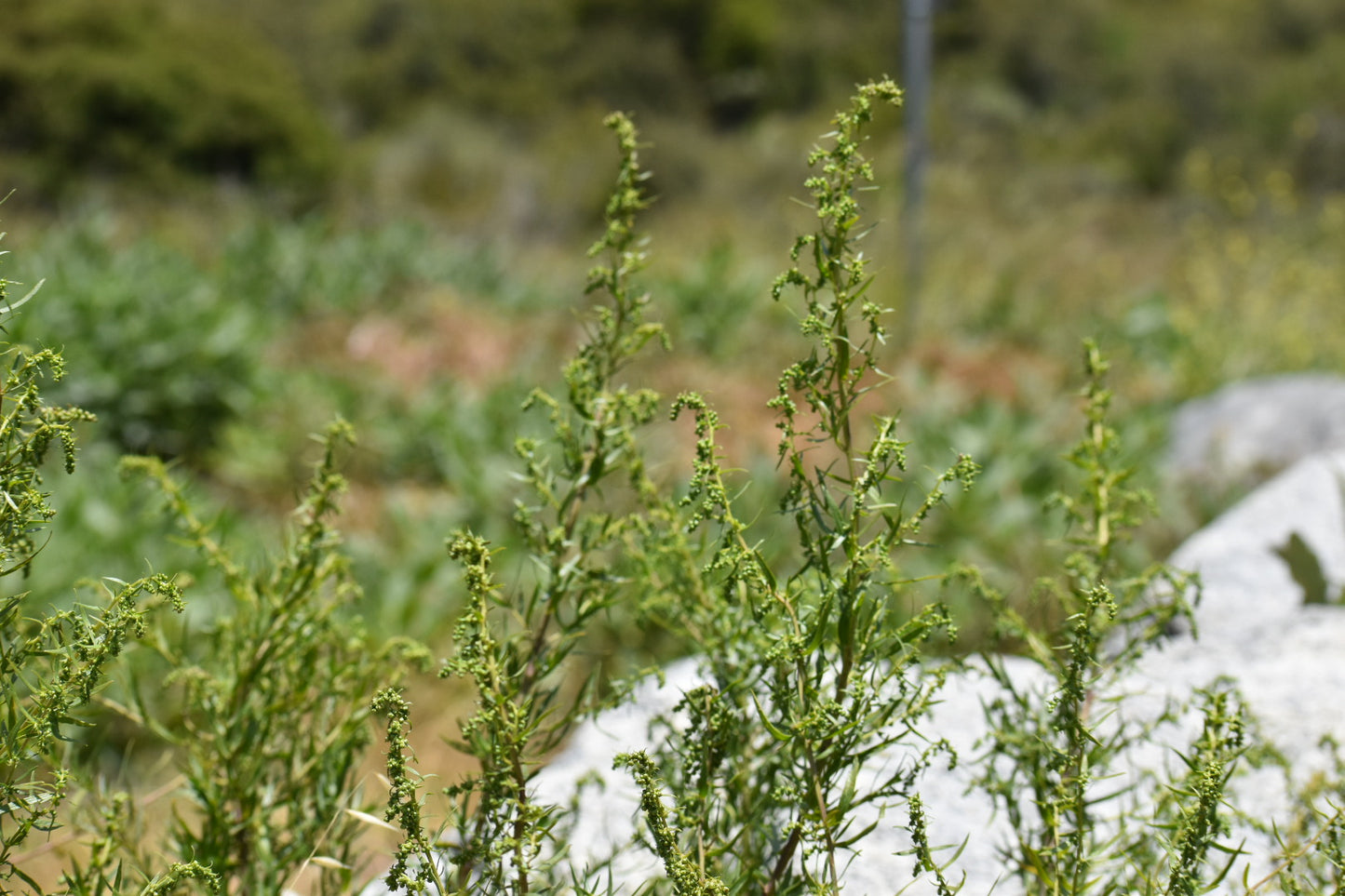 California Tarragon