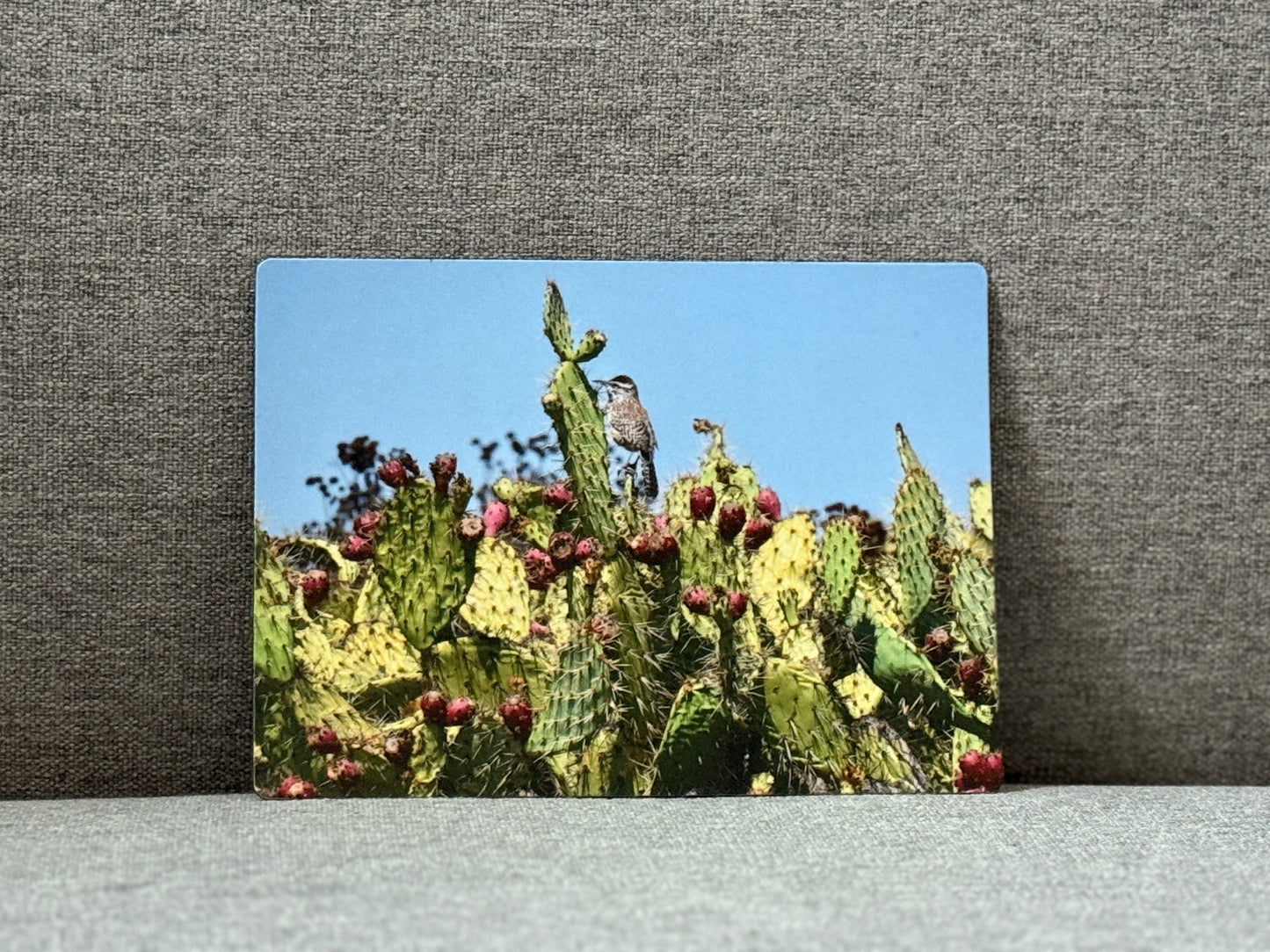 Magnet, Coastal Cactus Wren.