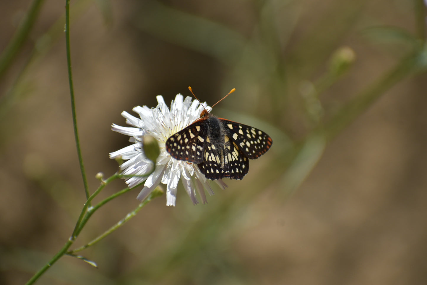 Cliff aster
