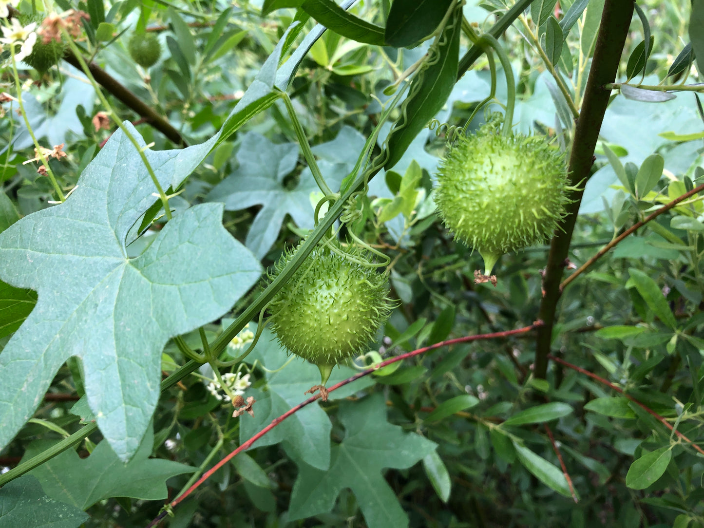 California cucumber