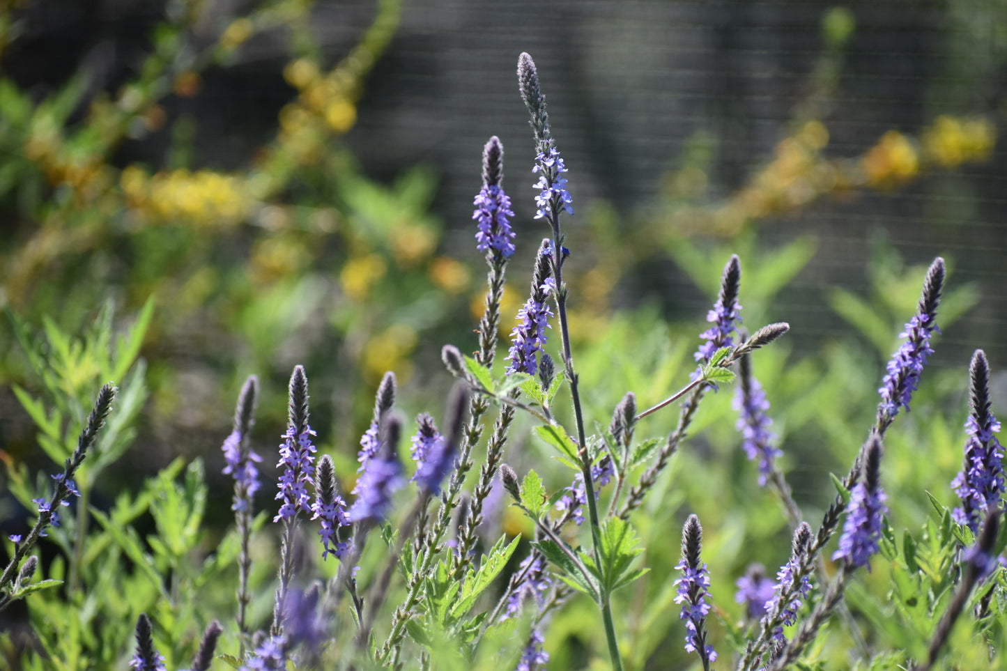 Western vervain