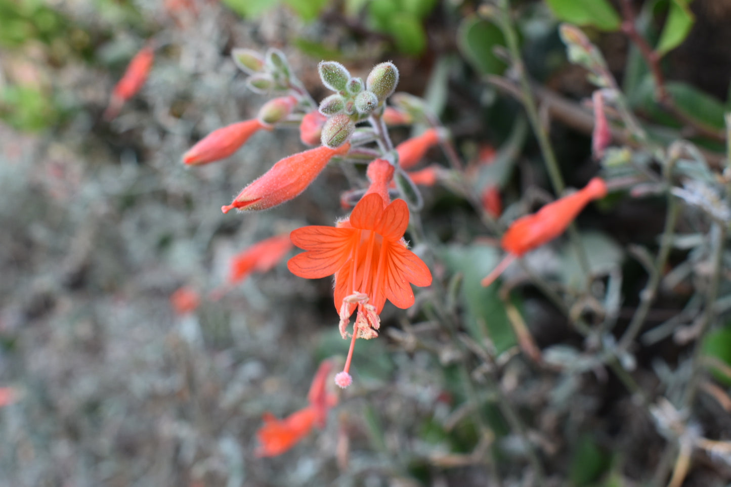 California fuschia