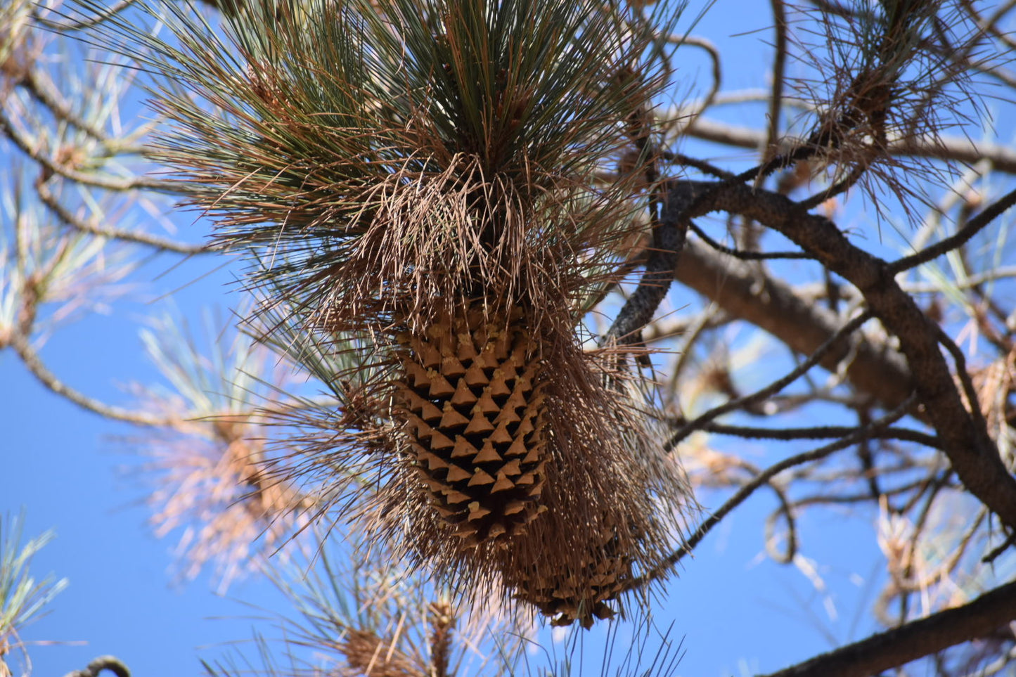 Coulter pine