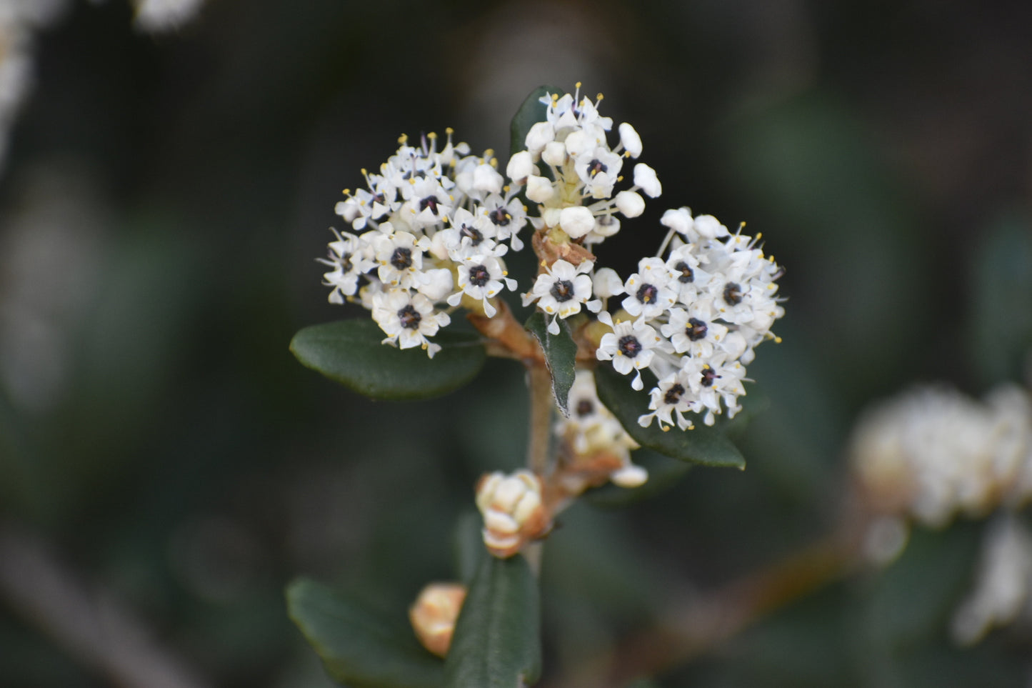 California Buckbrush