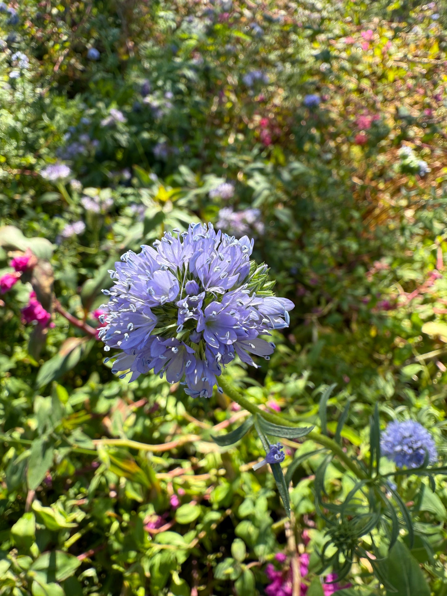 Globe Gilia