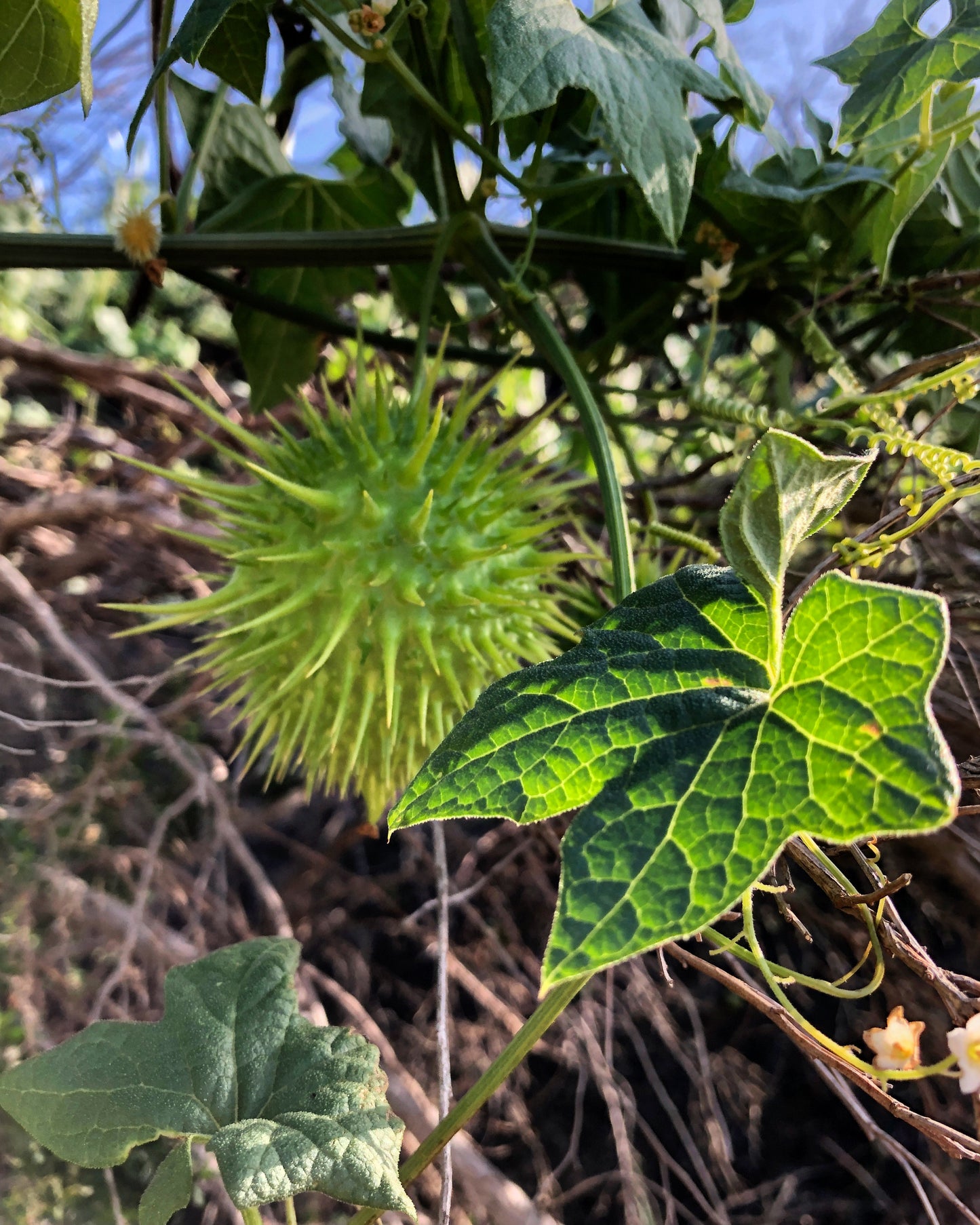 California cucumber