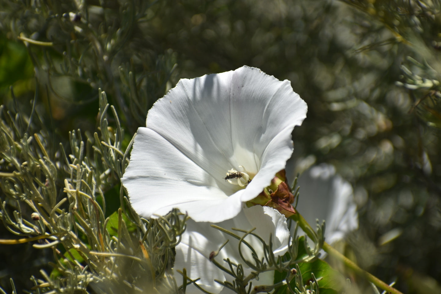 Morning glory