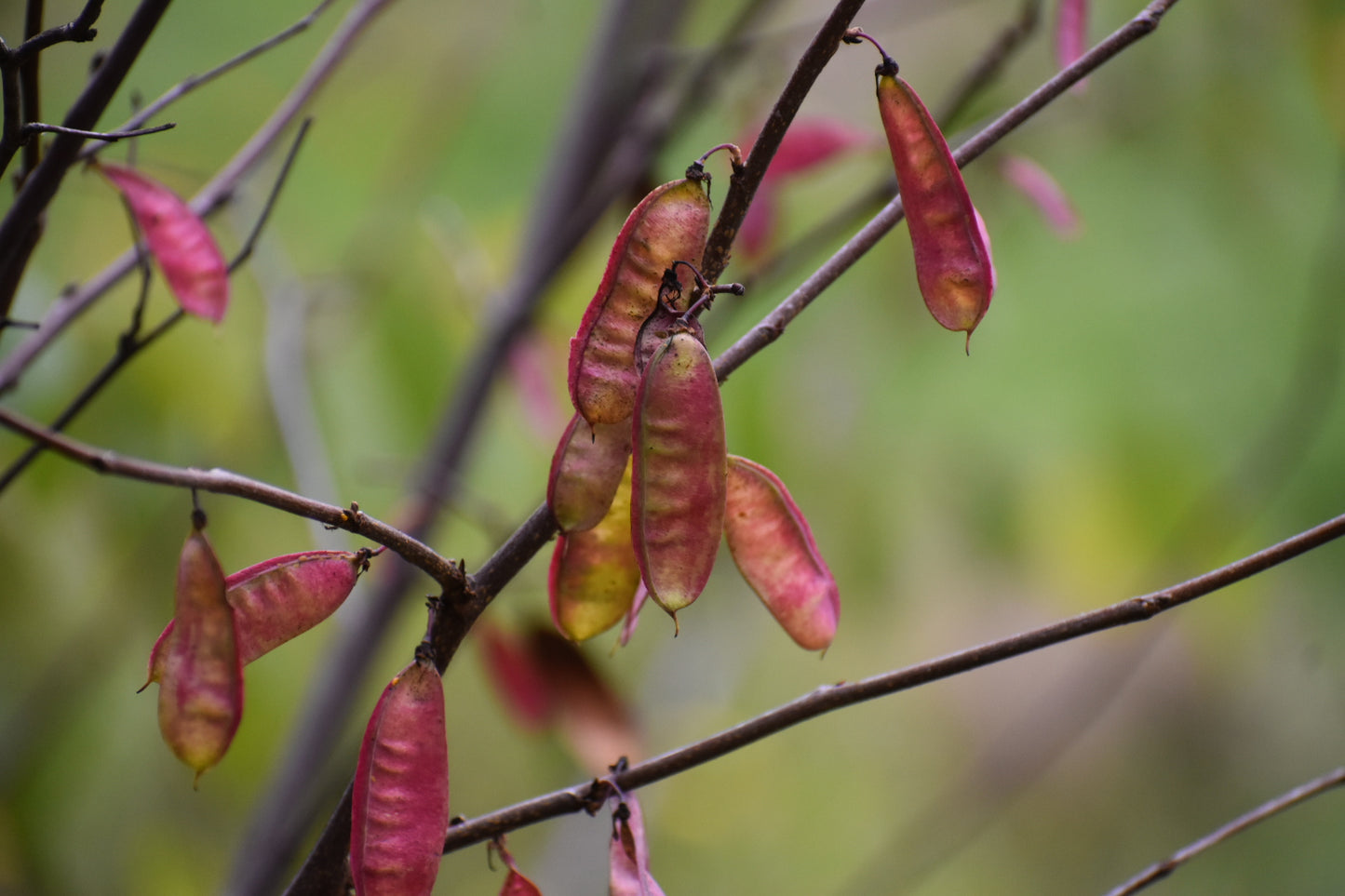 Redbud