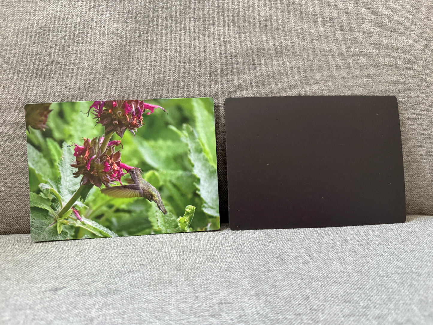 Magnet, hummingbird sage with hummingbird.