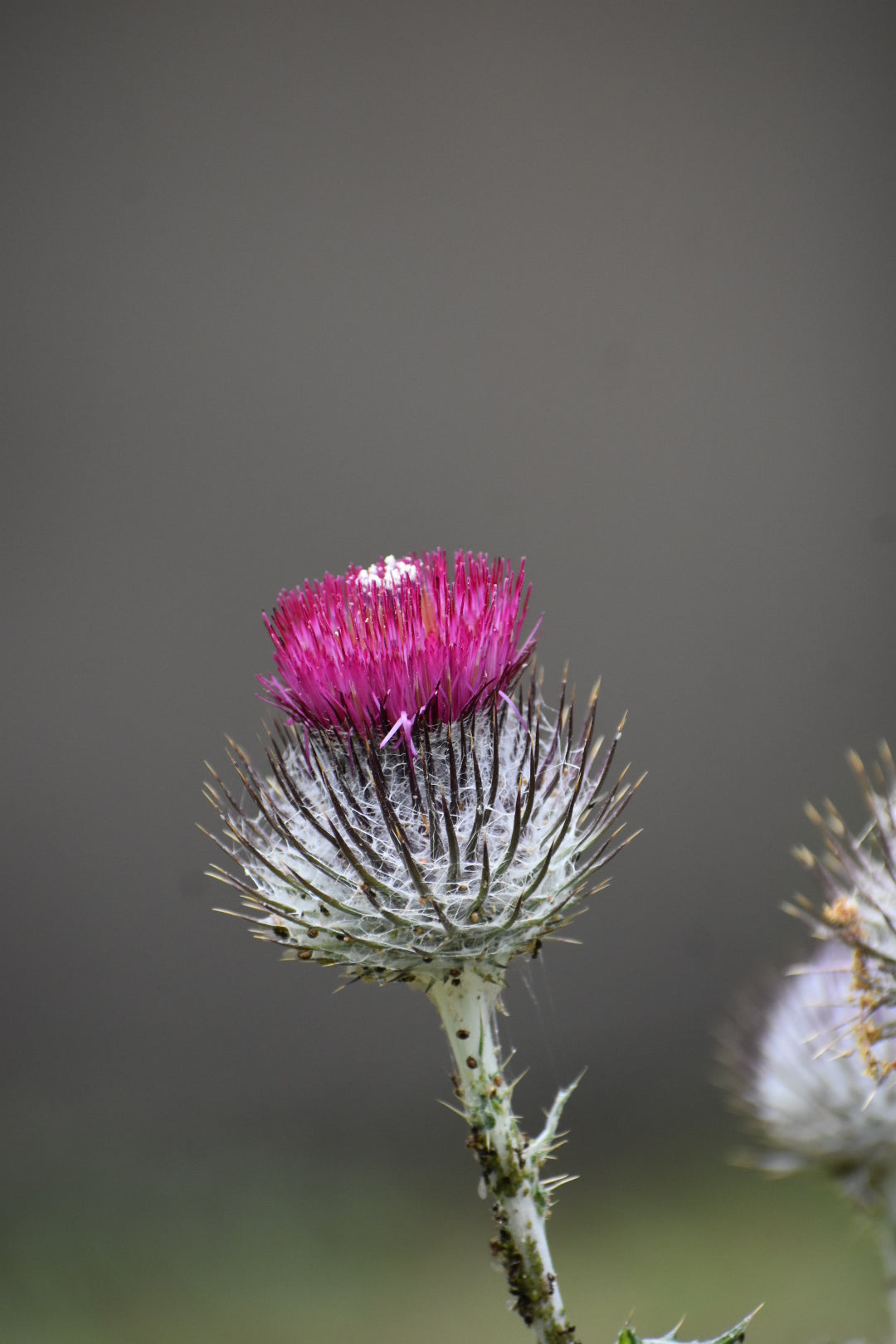 Cobweb Thistle