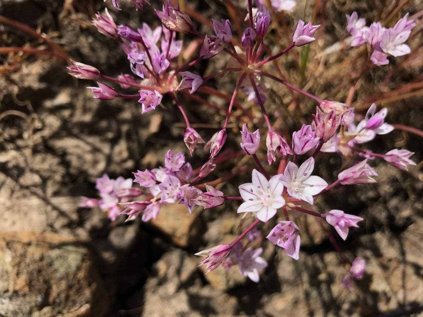 California onion