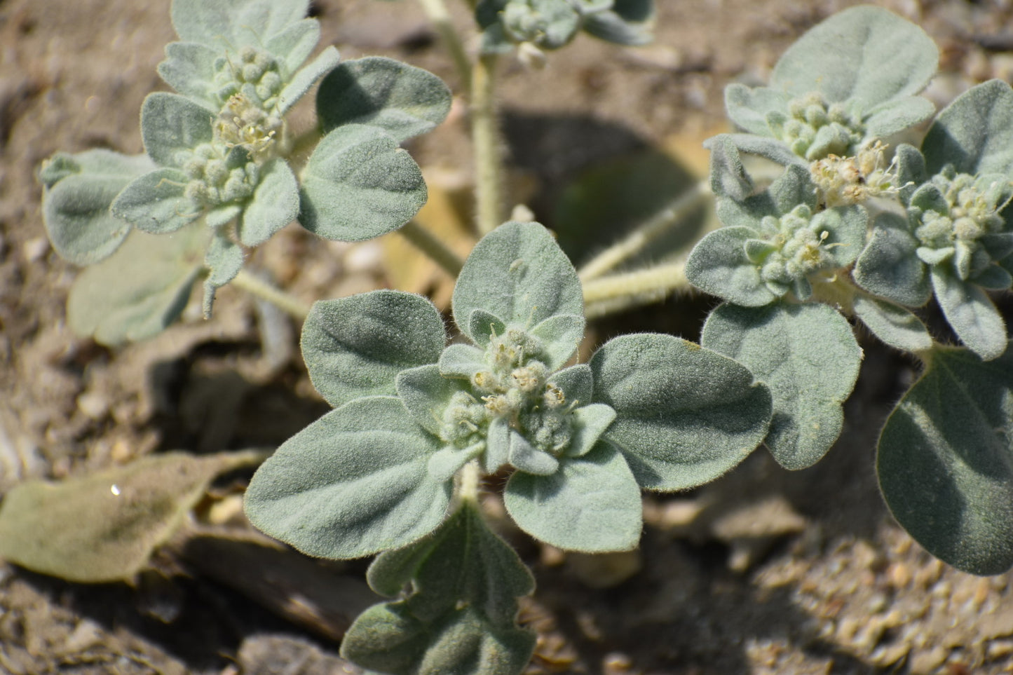 Dove plant