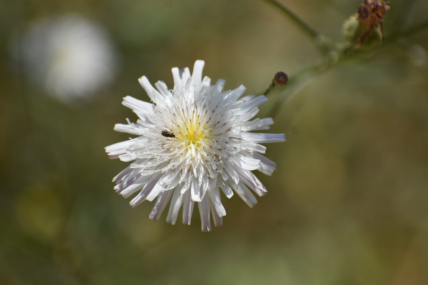 Cliff aster