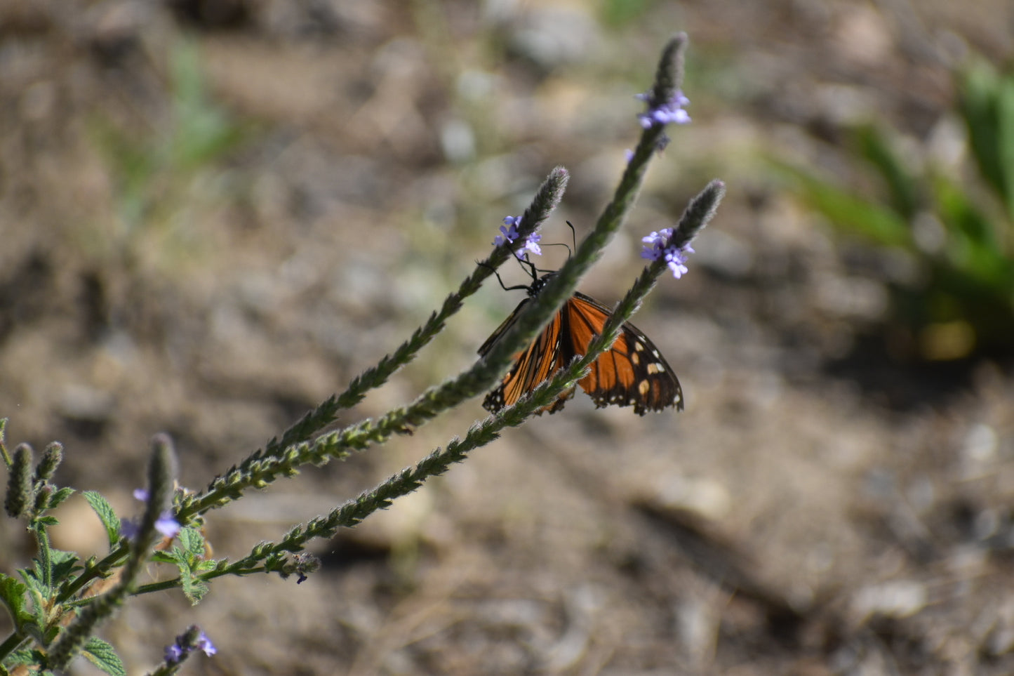 Western vervain