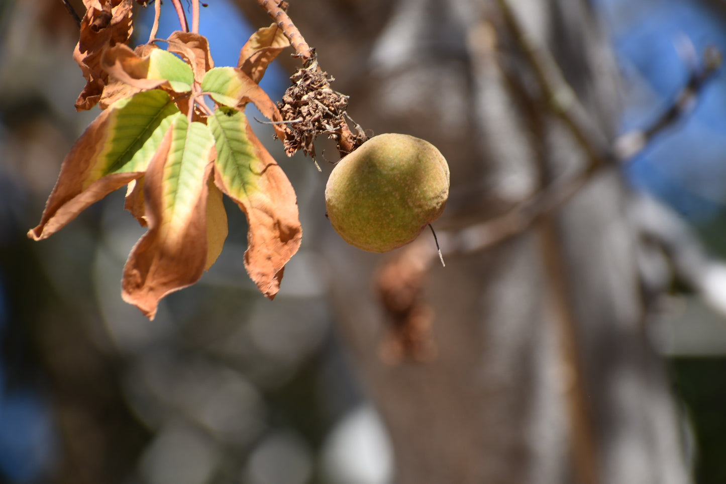 California Buckeye