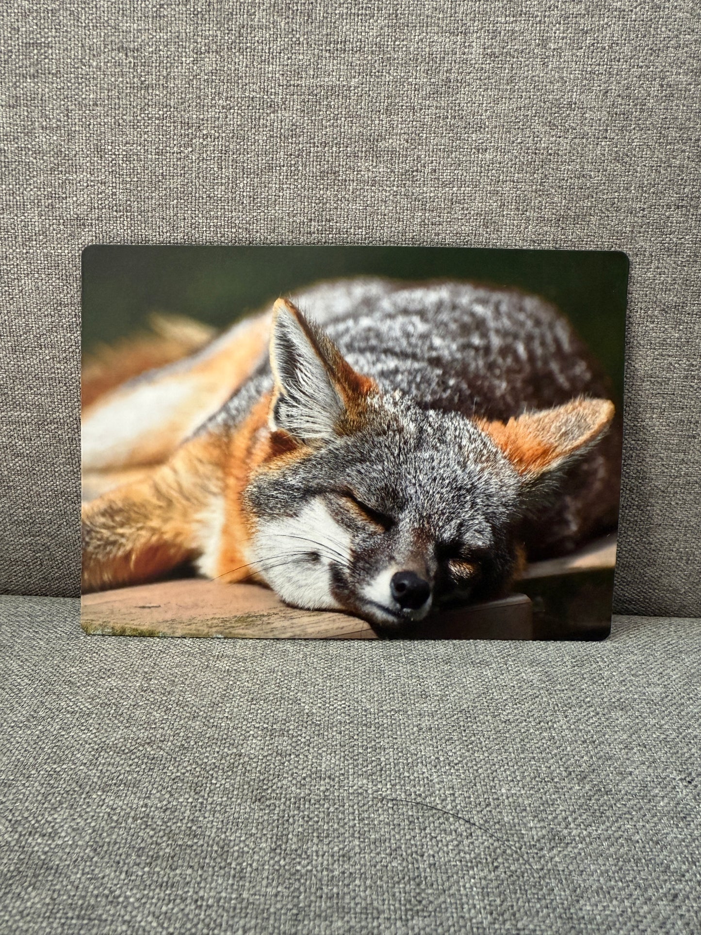 Magnet, island fox.