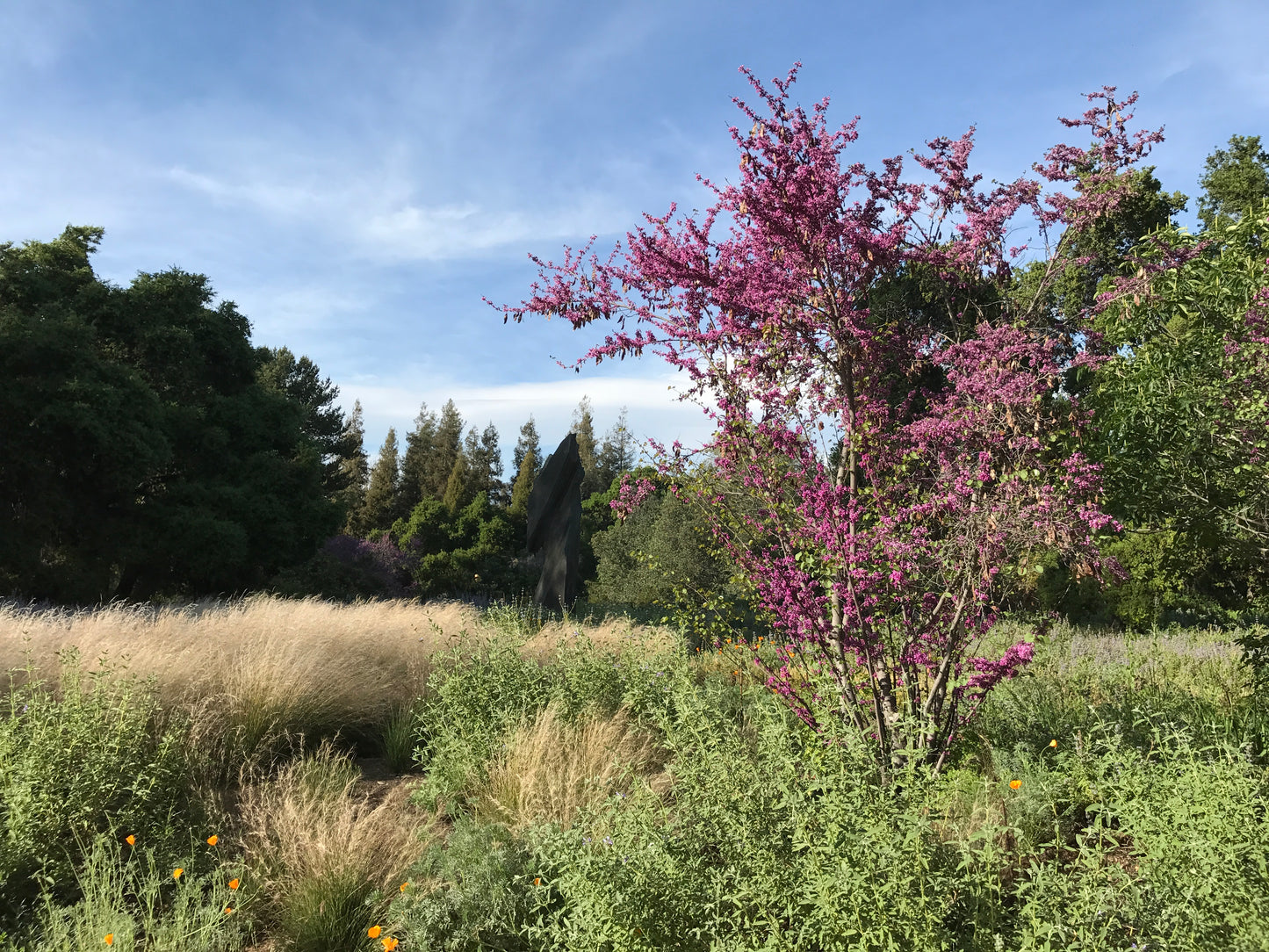 Redbud