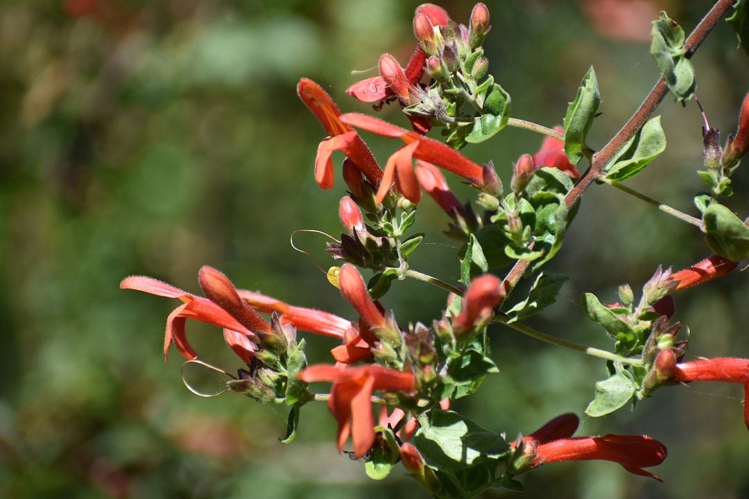 Heart leaf penstemon