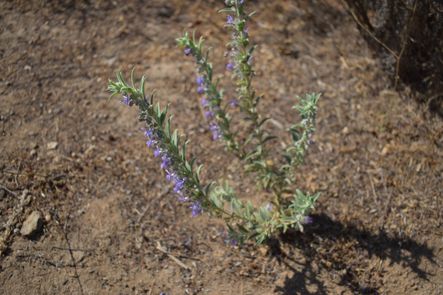 Vinegar plant