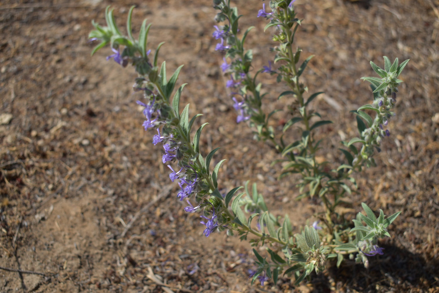 Vinegar plant