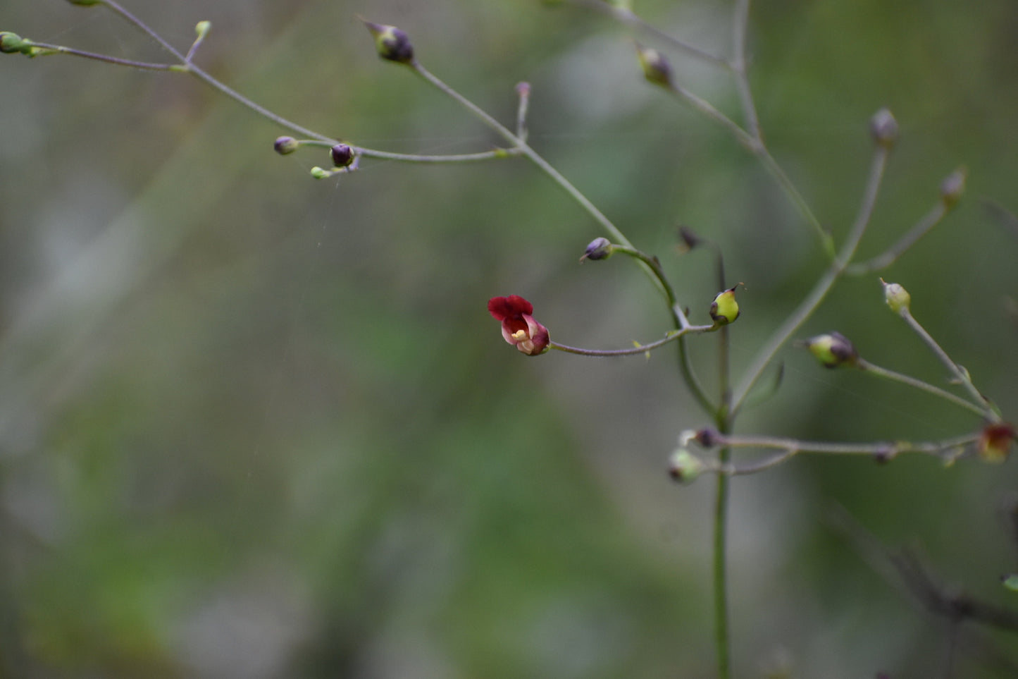 Bee plant
