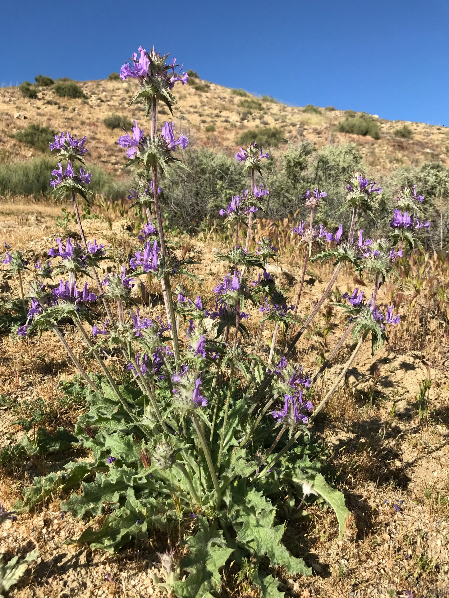 Thistle Sage