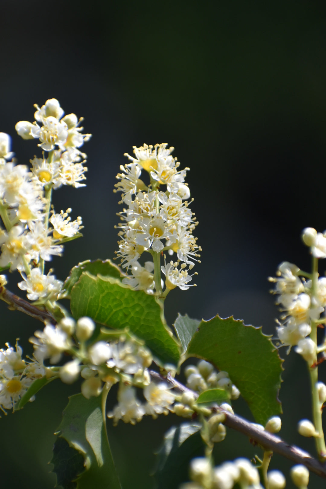 Holly leaf cherry