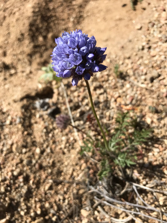 Globe Gilia