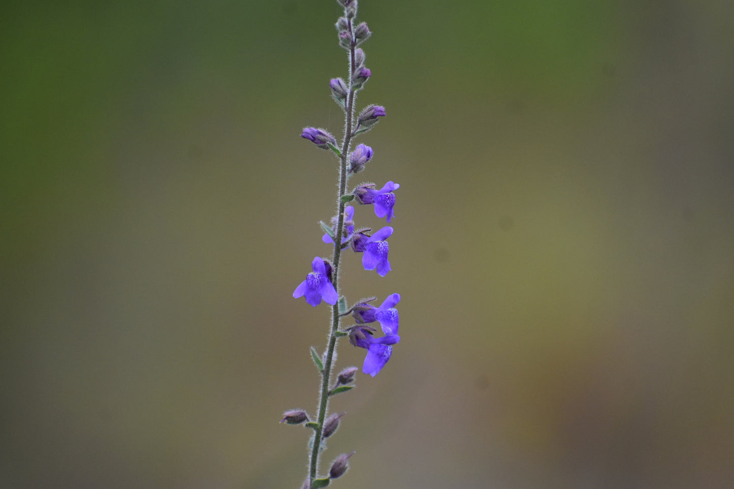 California snapdragon