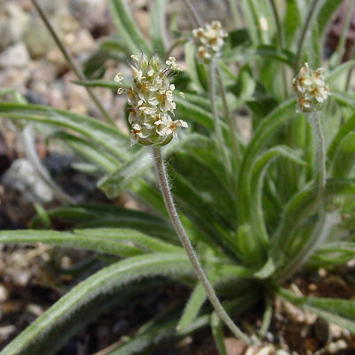 Desert plantain