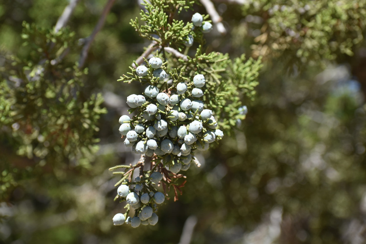 California juniper