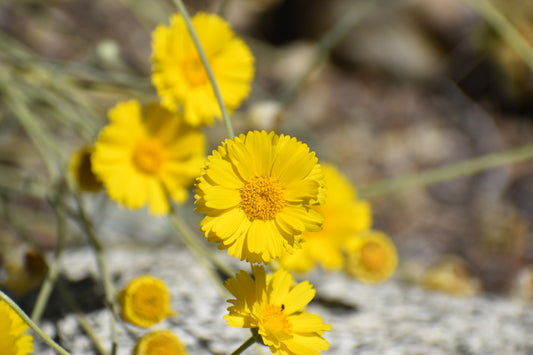 Desert marigold