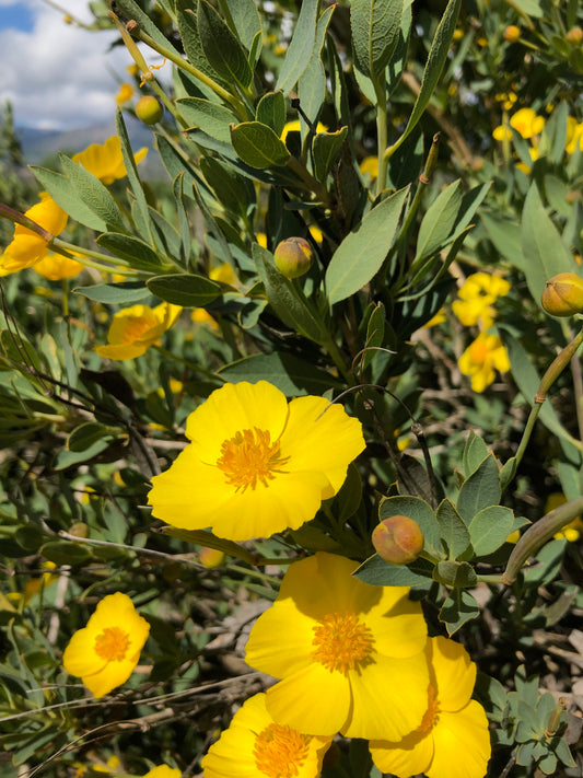 Foothill bush poppy