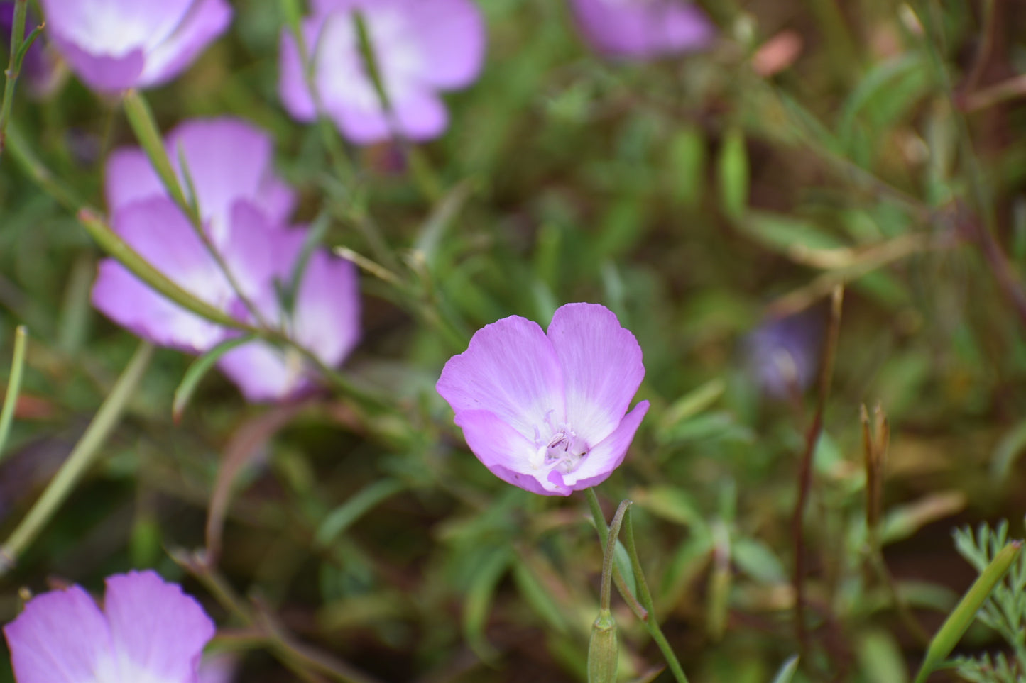 Purple clarkia