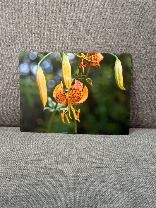 Magnet, Humboldt Lilly .