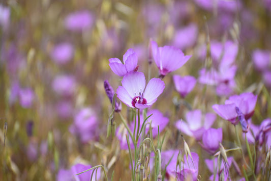 Purple clarkia