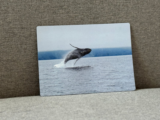 Magnet, Humpback Whale.