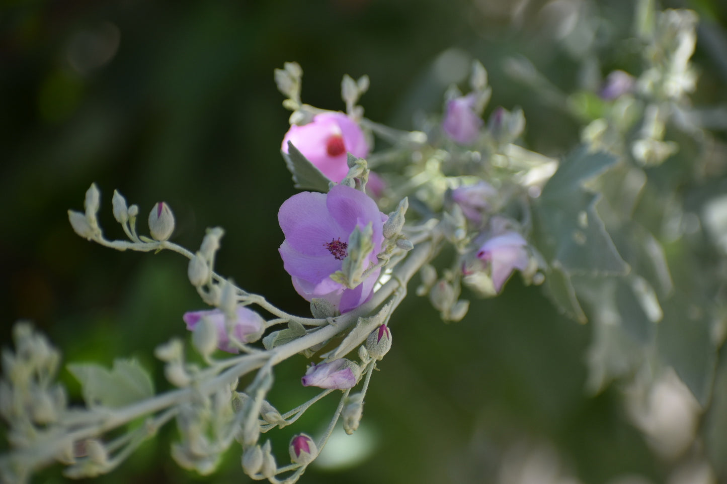 Unfurled bushmallow