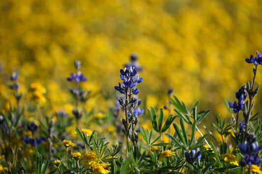 Miniature lupine