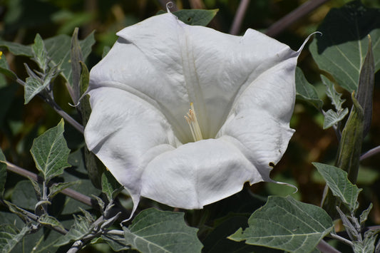 Sacred datura