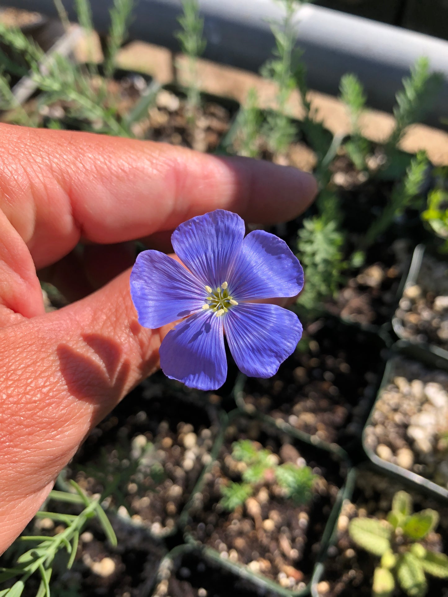 Blue flax