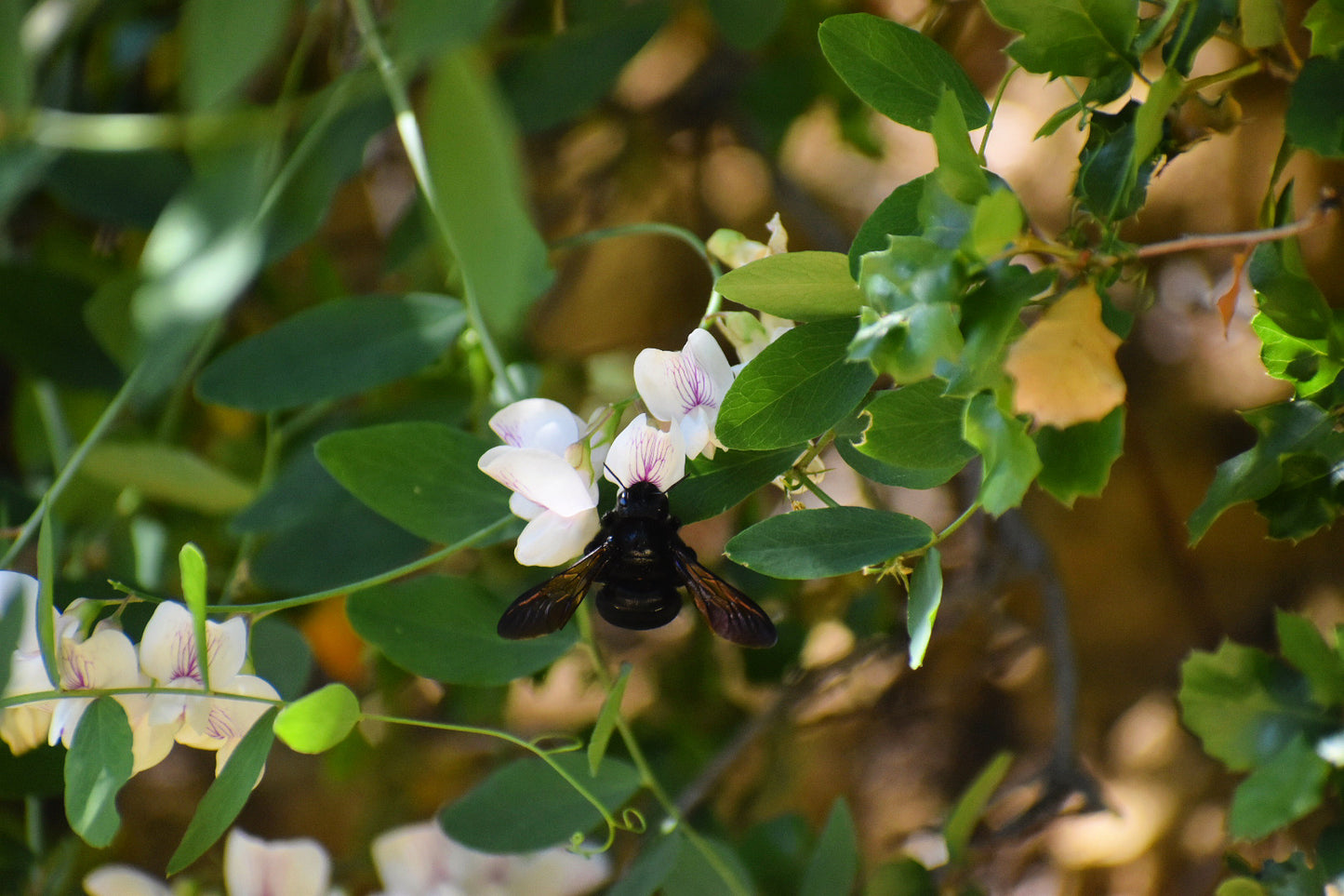 Pacific Pea