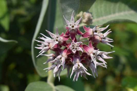 Showy milk weed