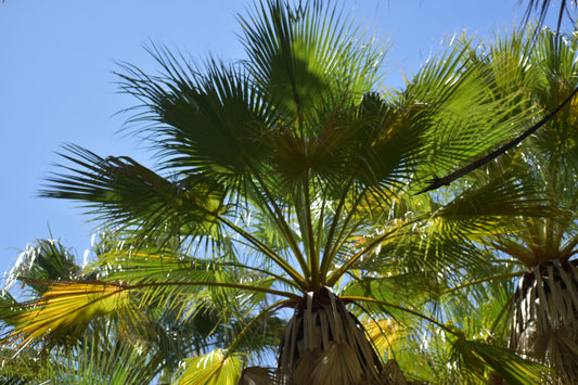 California fan palm