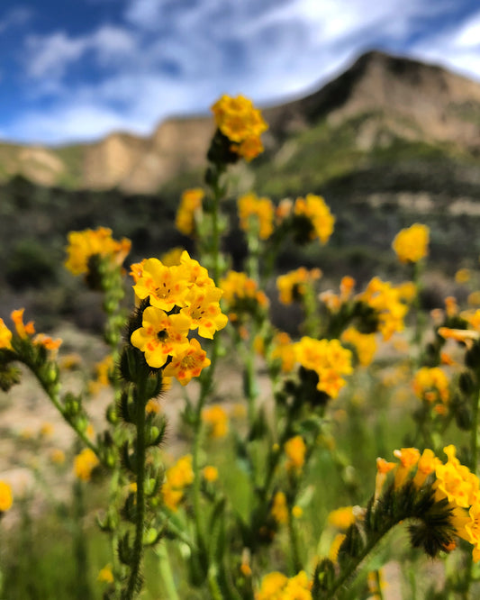 Common Fiddleneck